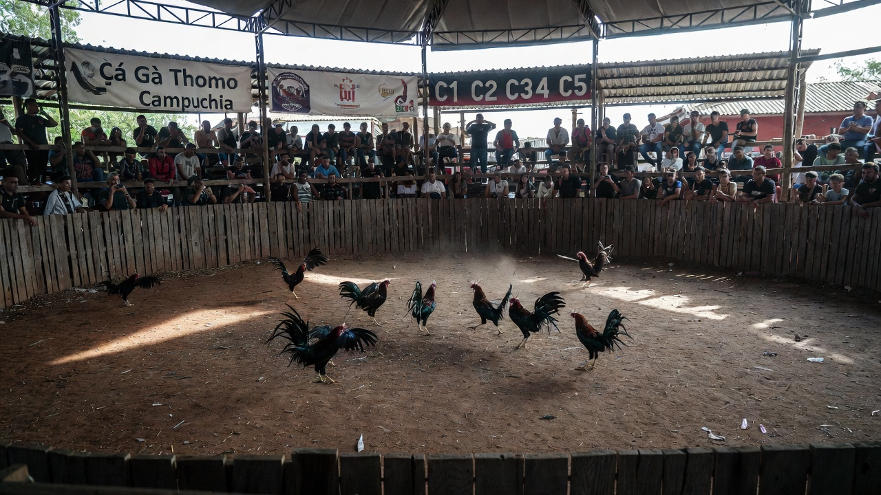 cược lô đề Jun88